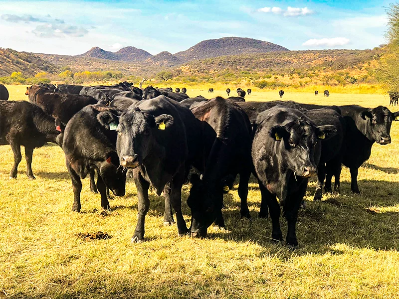 A small herd of glossy black cows stand facing the camera. They are standing in a sunny plain, with a background of shrubs, small trees, and rolling hills in the distance.