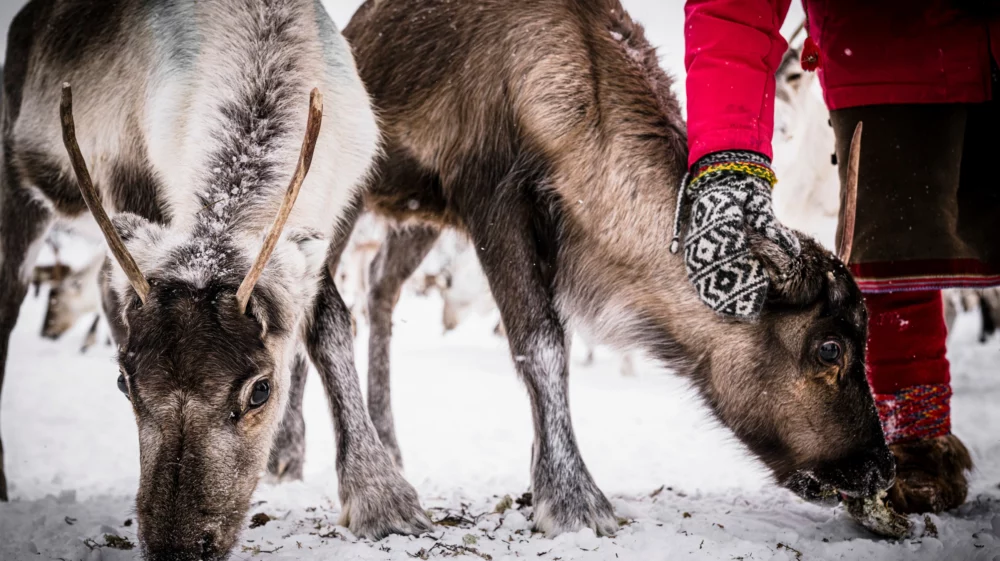 Herder with traditional Sami people clothes caressing the reindeer in a farm, Lapland, Sweden