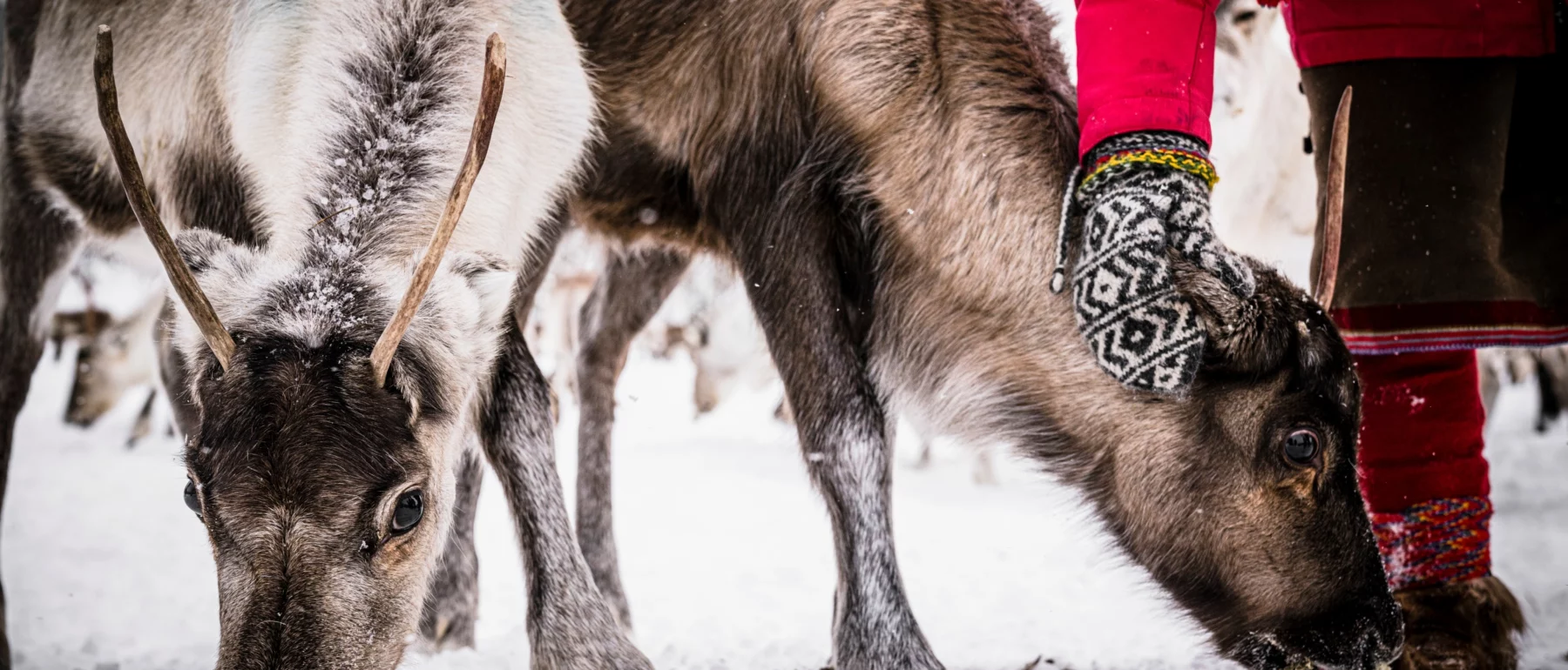 Herder with traditional Sami people clothes caressing the reindeer in a farm, Lapland, Sweden