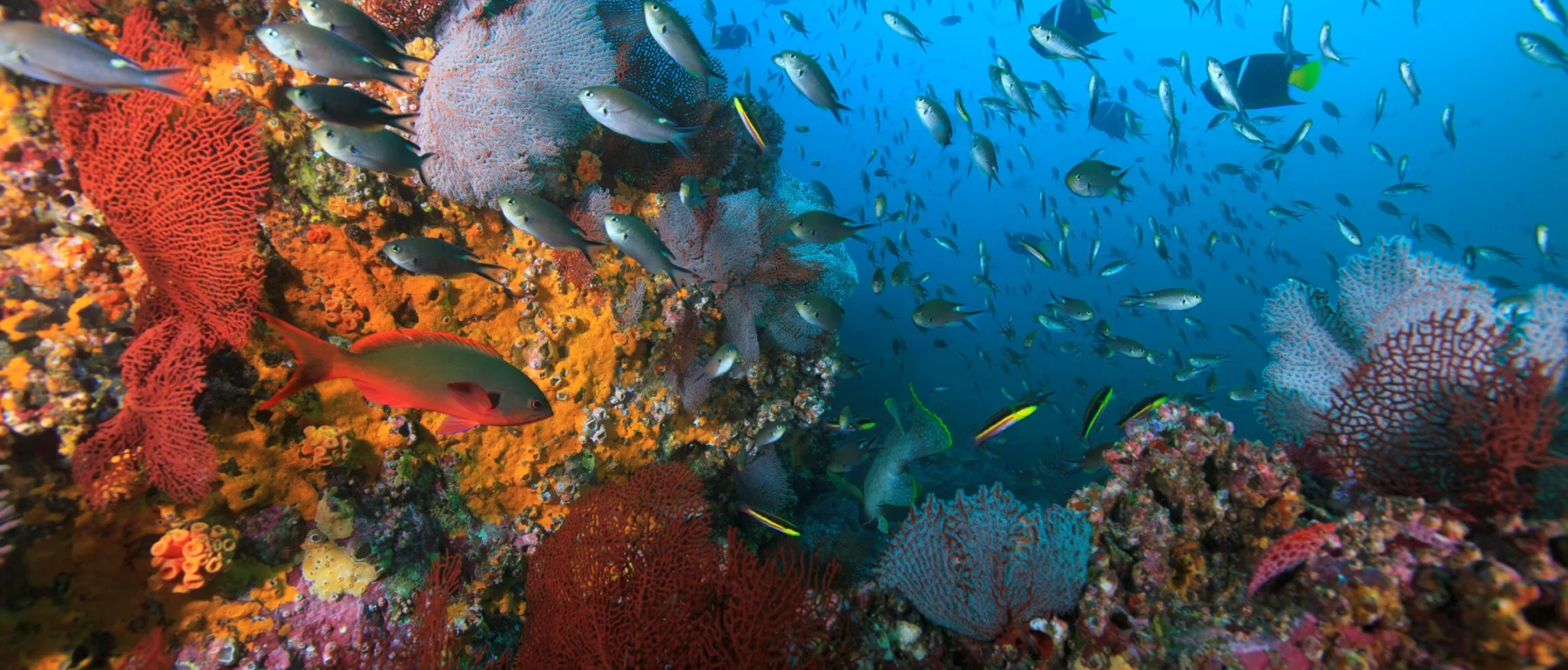 A vibrant underwater coral reef scene with colorful corals and sponges, surrounded by a large school of fish swimming through clear blue ocean water.