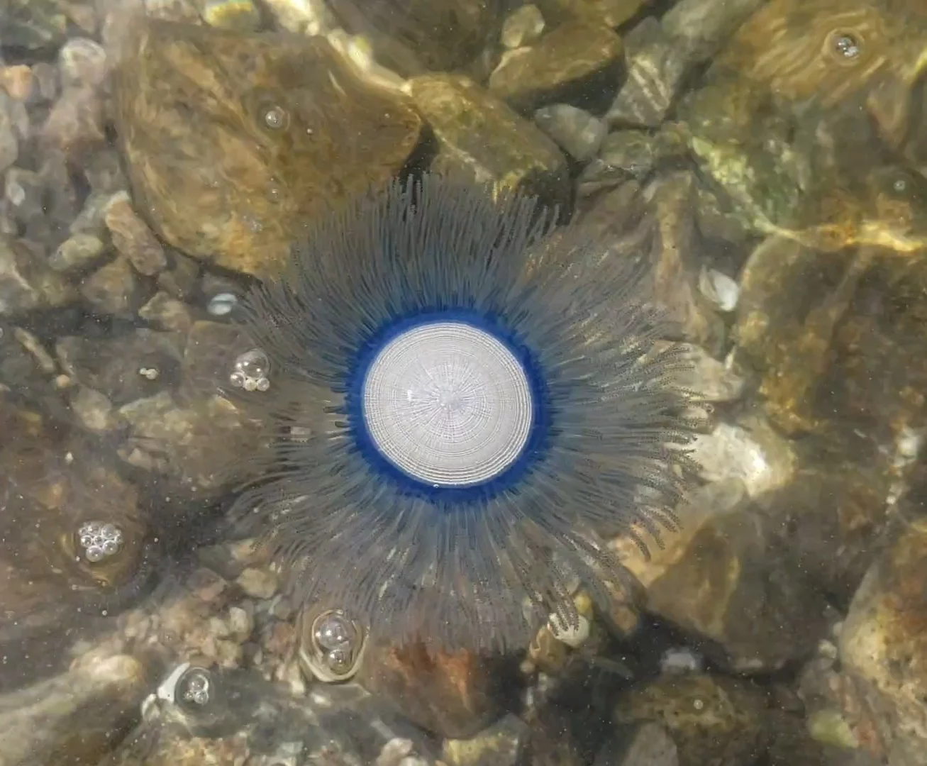 Aerial view of a jellyfish floating in shallow water. The jellyfish is a pale white circle surrounded by a blue ring, with frond-like tentacles extending outwards all around.