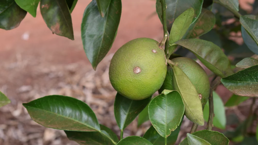Two limes on a branch. The lime in focus has two spots indicating disease or pests.