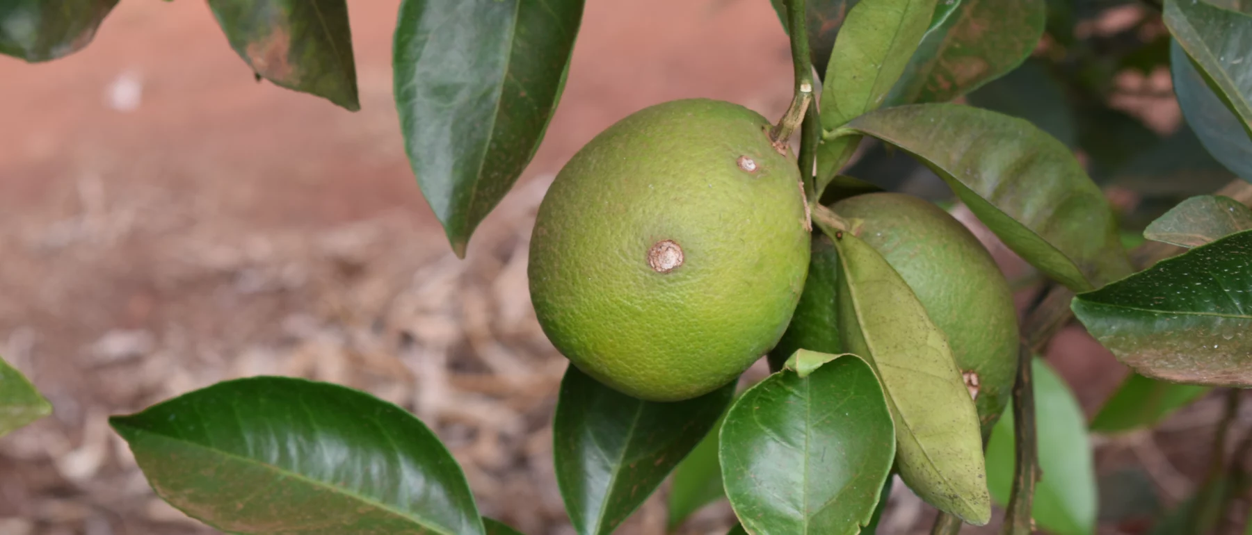 Two limes on a branch. The lime in focus has two spots indicating disease or pests.