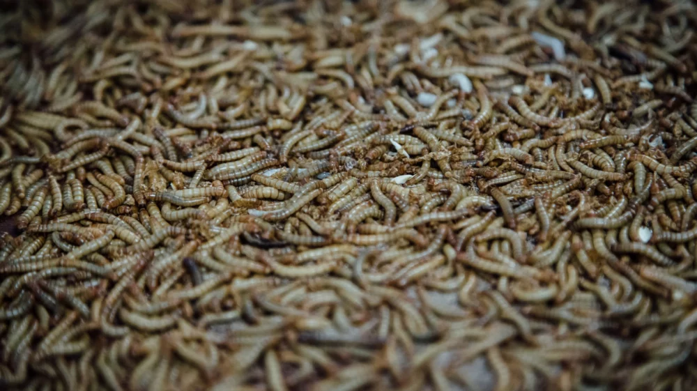 mealworms