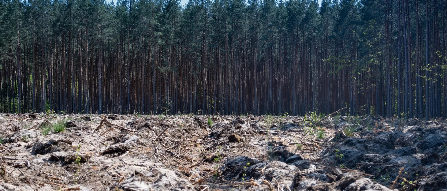 Landscape image of a razed forest stretching to an abrupt boundary where standing trees remain thick