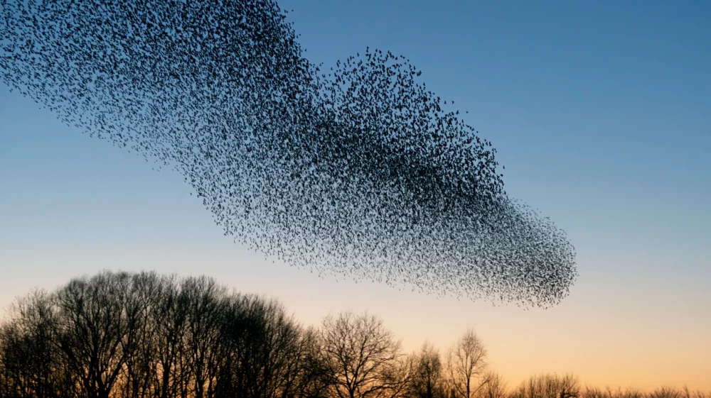 Large flock of starlings throng in a shifting mass above a wood at dusk in the Netherlands.
