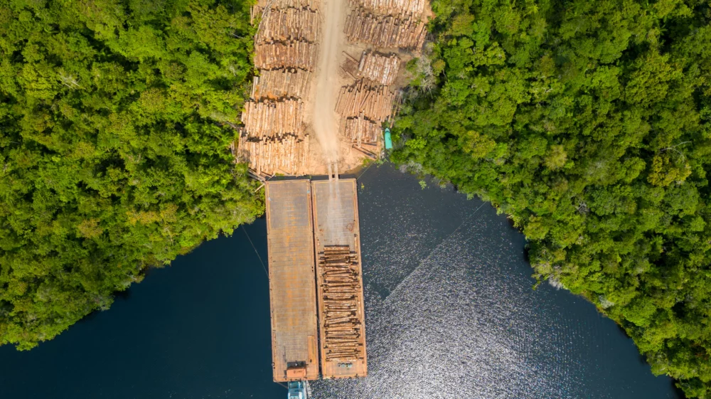 Aerial view of timber logging. A large barge is waiting on a blue lake to be loaded with timber logs. A strip of waiting timber is surrounded by lush green forest on both sides.