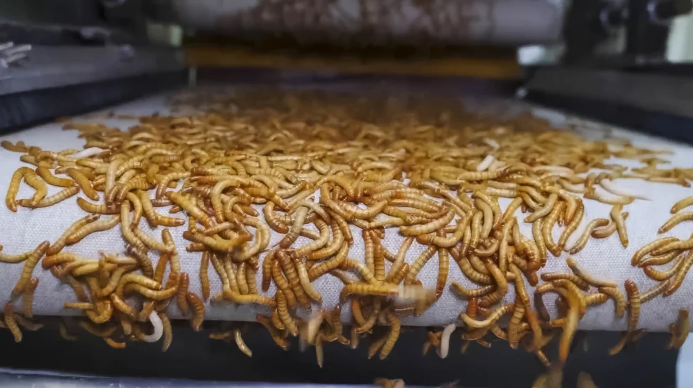 Dried larvae of insects in a factory