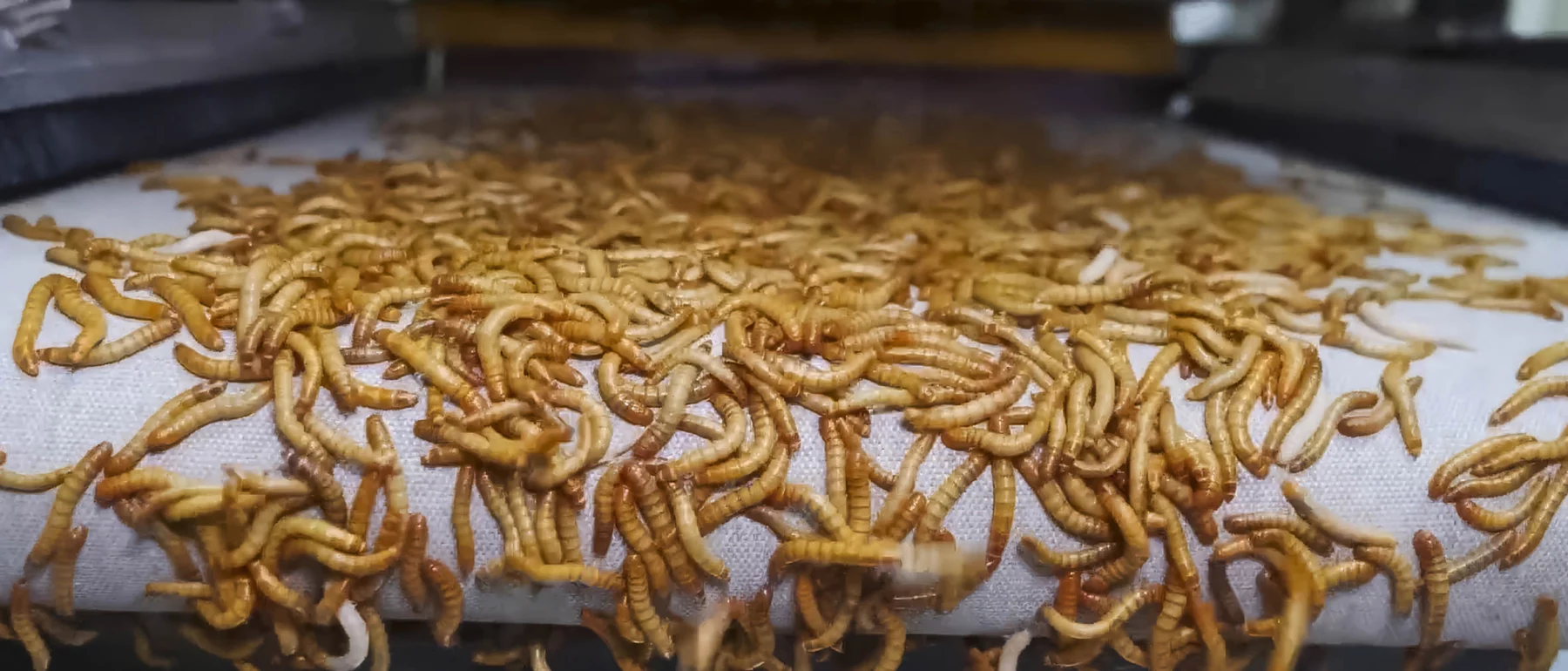 Dried larvae of insects in a factory