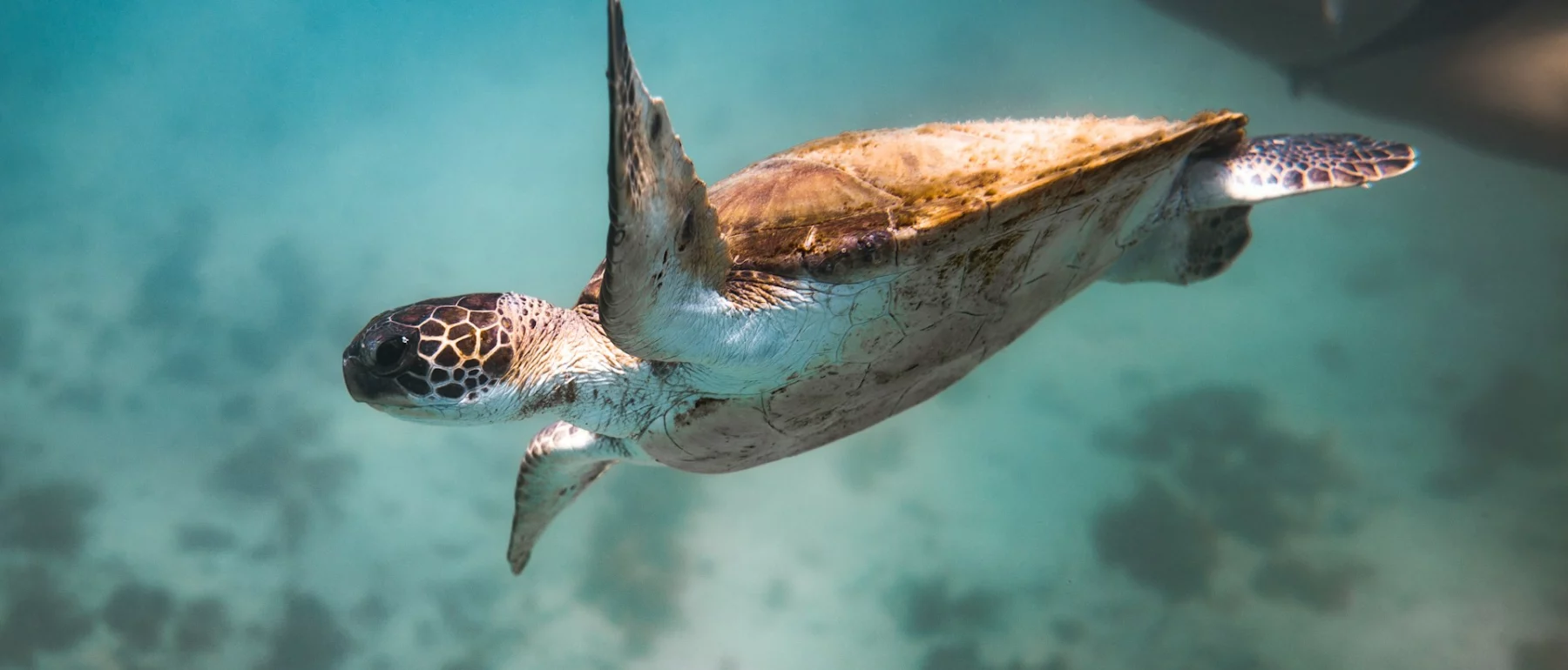 Green sea turtle swimming over a sandy seabed in clear turquoise water.