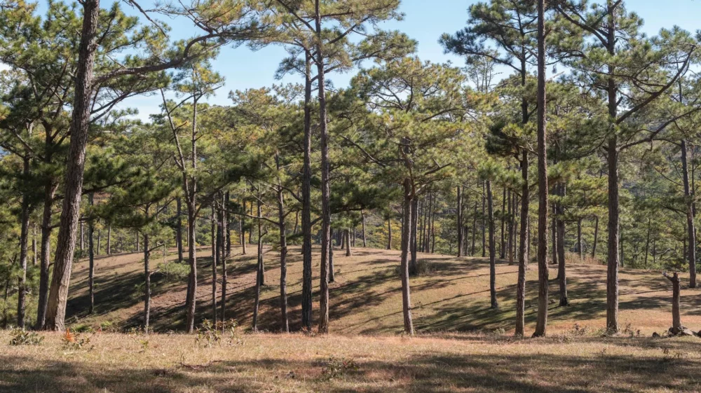 forest