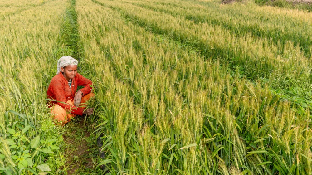 A farmer in India crouches between rows of green and gold grain crops, wearing a red long-sleeved shirt, loose orange pants and a patterned head-covering.