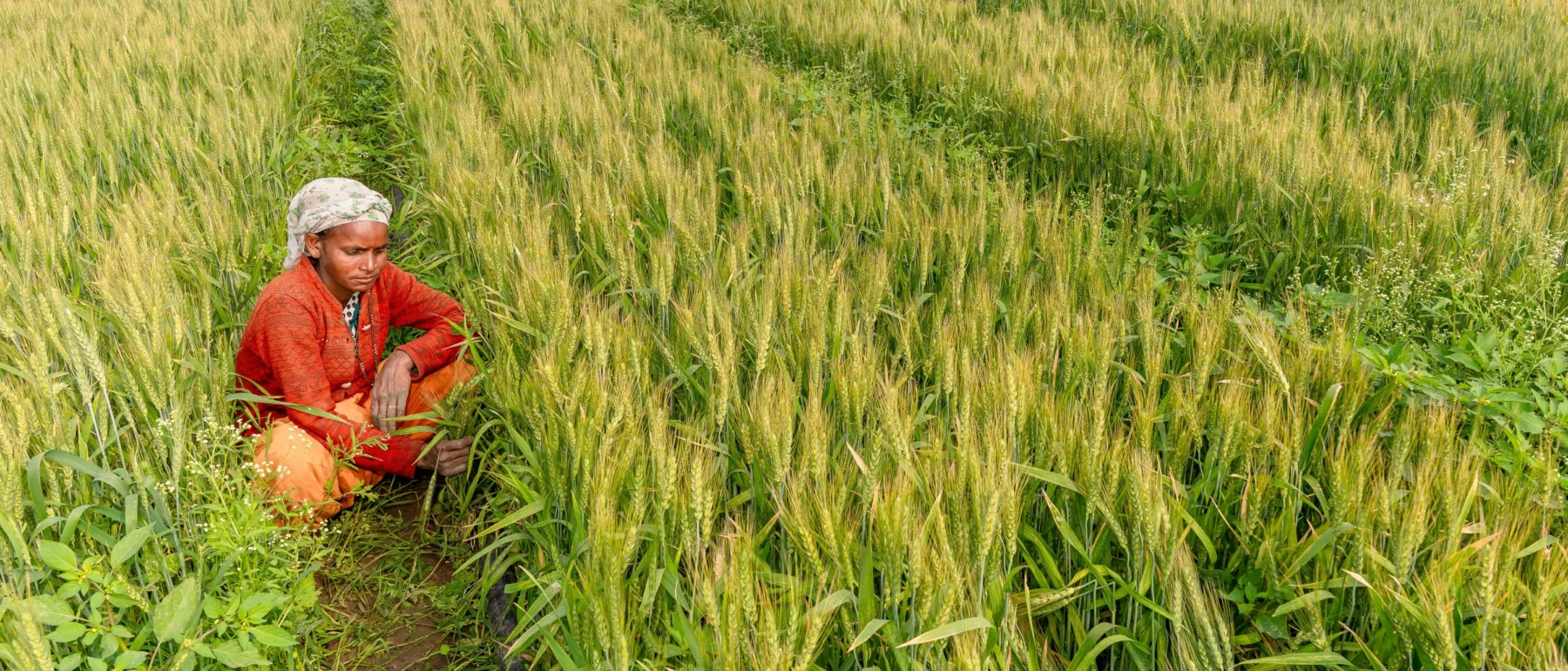 A farmer in India crouches between rows of green and gold grain crops, wearing a red long-sleeved shirt, loose orange pants and a patterned head-covering.