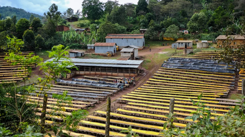 Coffee drying station with long rows of raised beds covered in yellow and black tarpaulins, leading up to corrugated-roof warehouses and a forested hillside.