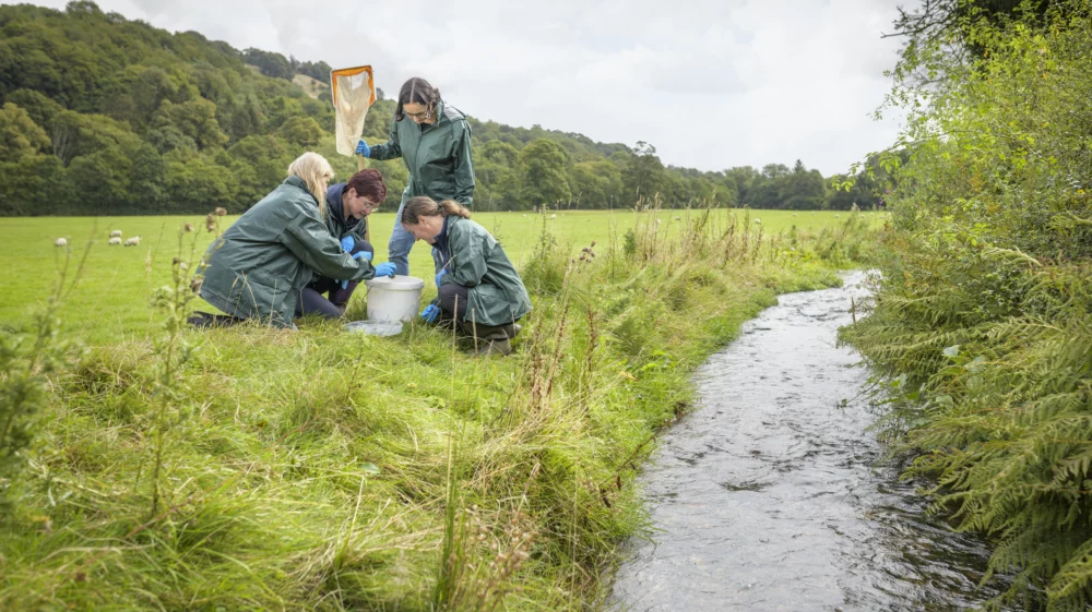 Four adults wearing matching green waterproof coats and protective gloves, with one holding a net, looking into a bucket. They are next to a small stream on the edge of a grassy field with sheep.