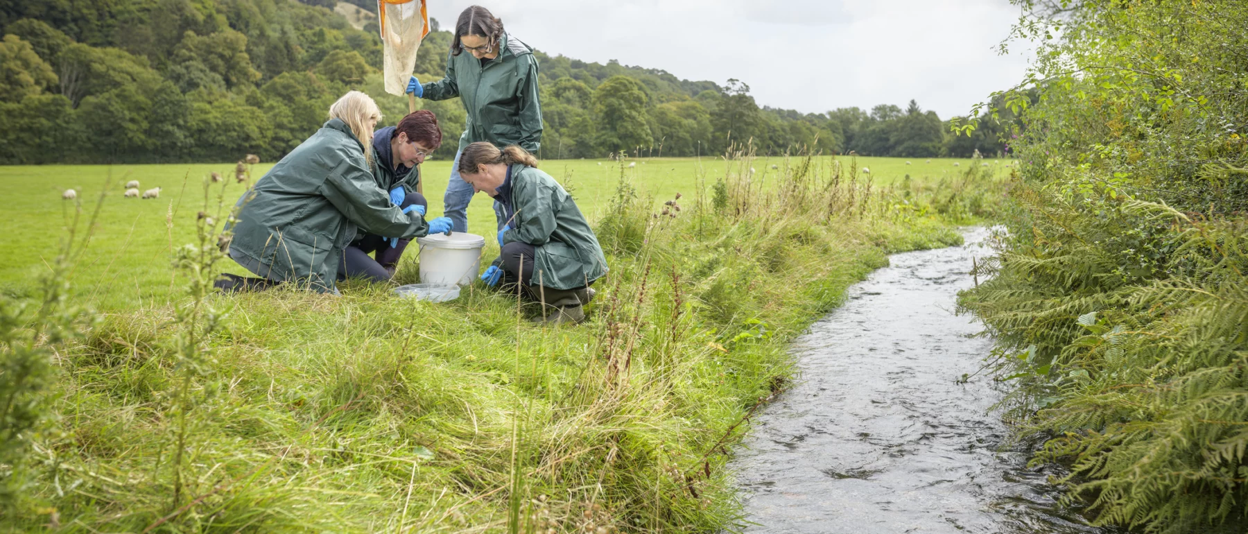 Four adults wearing matching green waterproof coats and protective gloves, with one holding a net, looking into a bucket. They are next to a small stream on the edge of a grassy field with sheep.