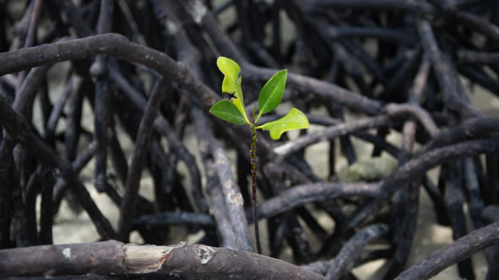 Mangrove seedling with bright green leaves growing among dark tangled roots on a coastal mudflat.