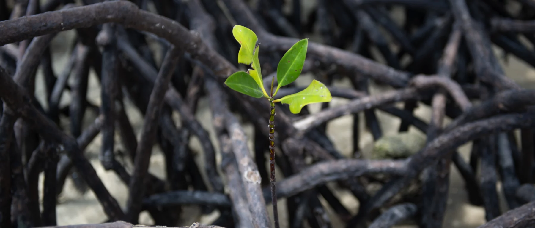 Mangrove seedling with bright green leaves growing among dark tangled roots on a coastal mudflat.