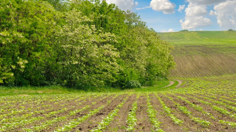 Young crop seedlings in rows across a tilled field, with a dirt track curving towards green rolling hills and trees under a blue sky.