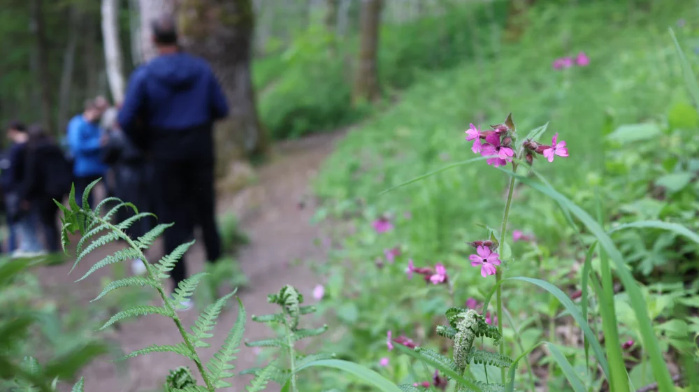 A pink flower in the foreground, with people in the background in a nature reserve