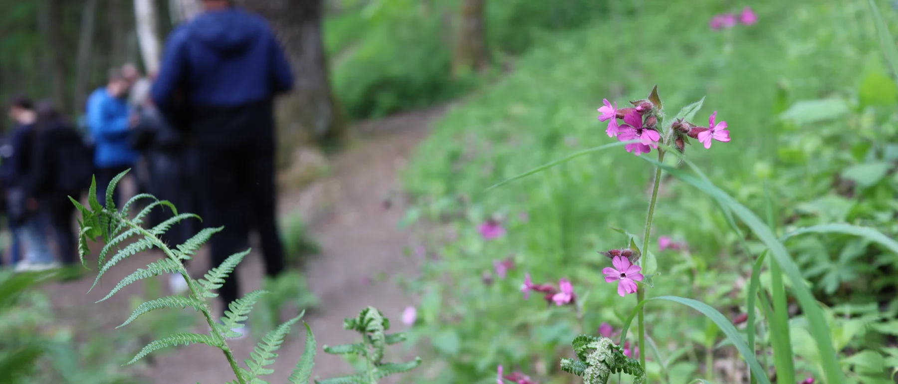 A pink flower in the foreground, with people in the background in a nature reserve