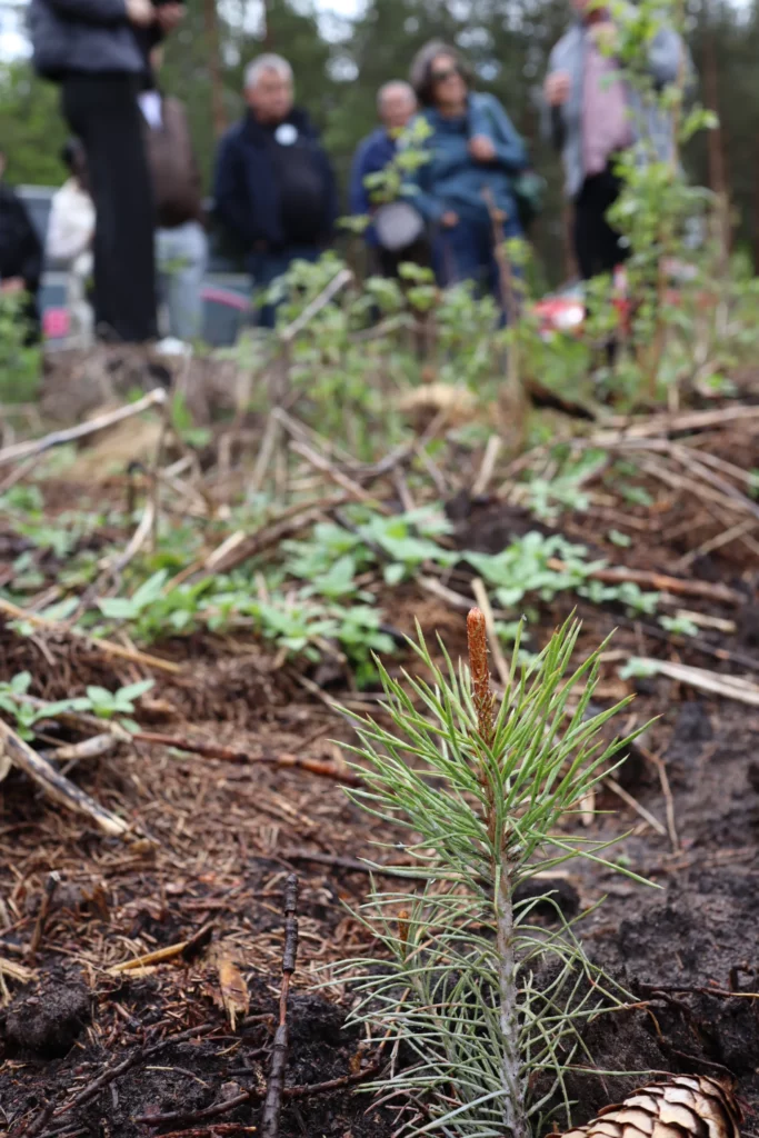 A pine tree seedling in the foreground, delegates in the background.