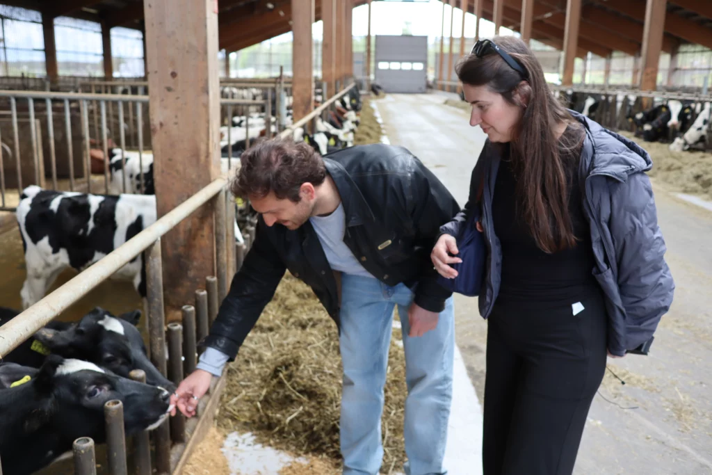 Two people saying hello to dairy calves
