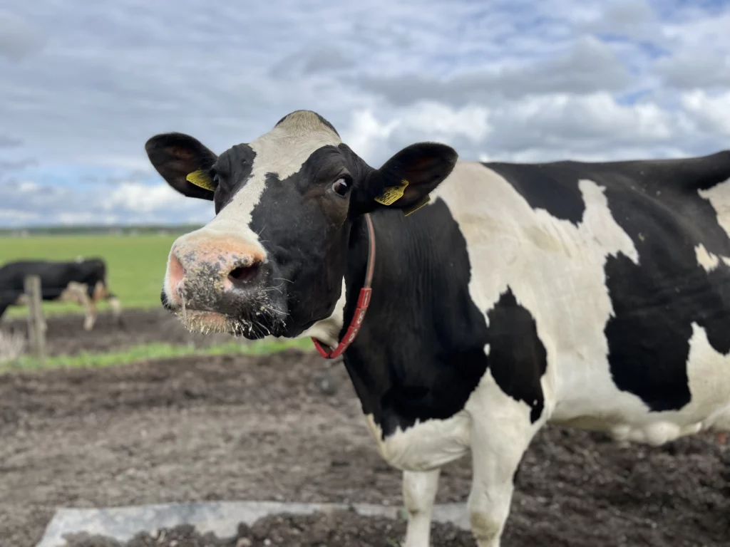 Cow in the field