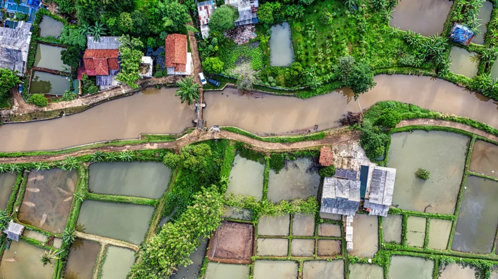 Rice fields near small settlement