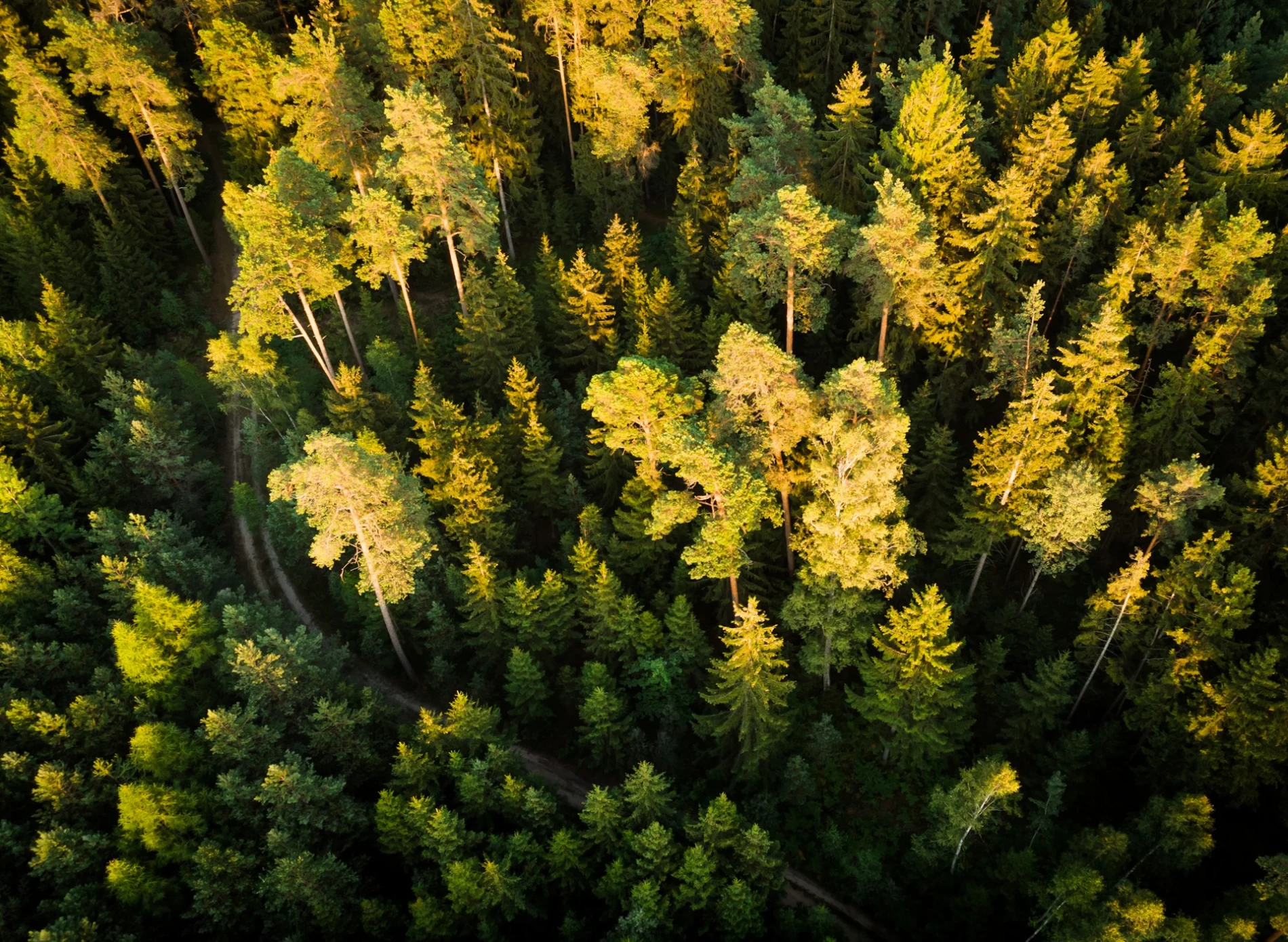 forest