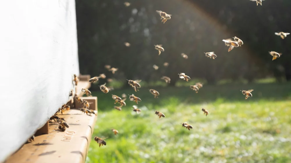 Group of bees flying over green grass