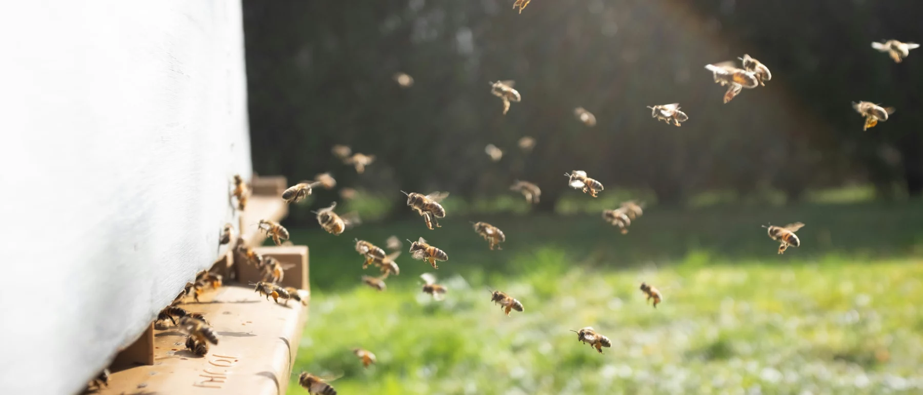 Group of bees flying over green grass