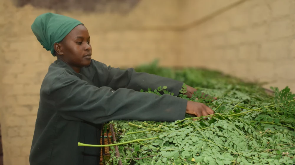 A woman sorts freshly harvested green produce.