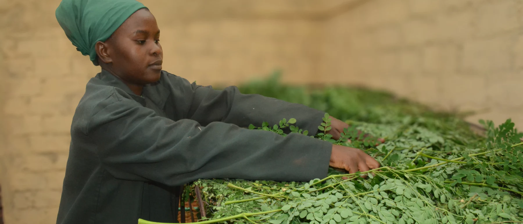 A woman sorts freshly harvested green produce.