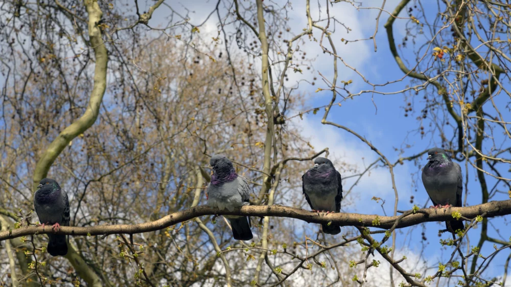 Feral Pigeons sitting on a tree branch.