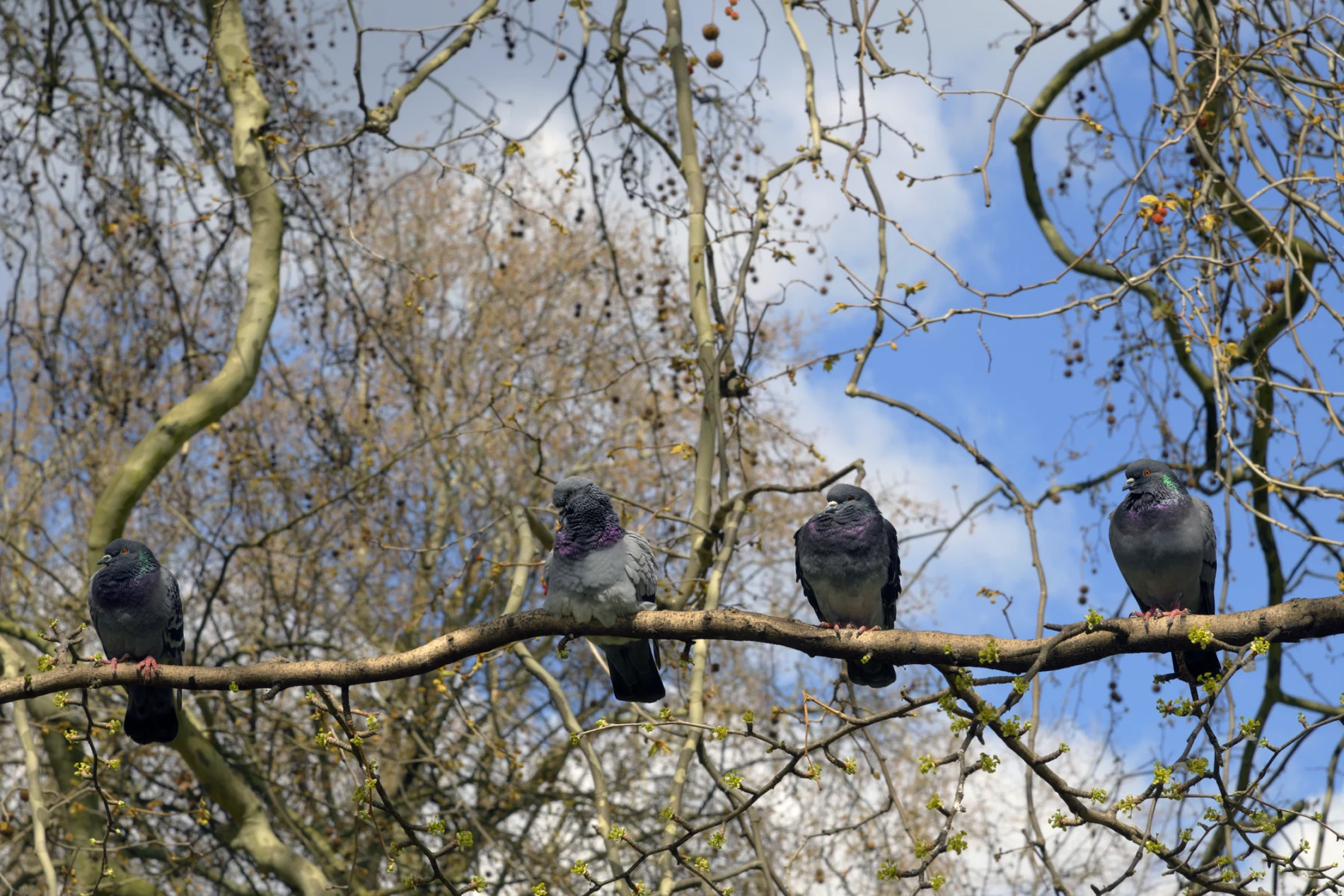 Feral Pigeons sitting on a tree branch.
