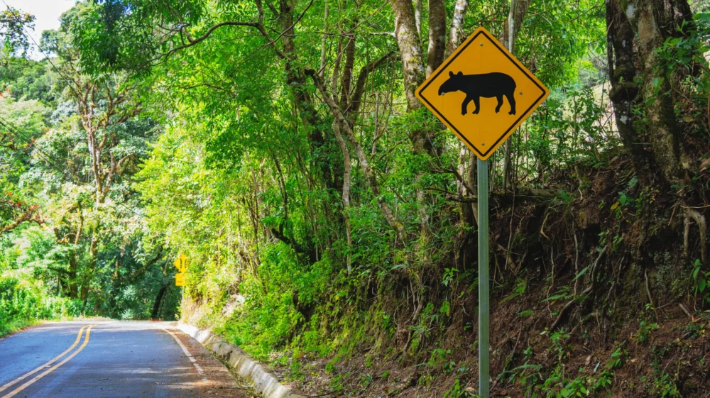 A yellow diamond-shaped road sign featuring a black tapir silhouette stands to the right of a two-lane jungle road cutting through lush green rain forest in Costa Rica.