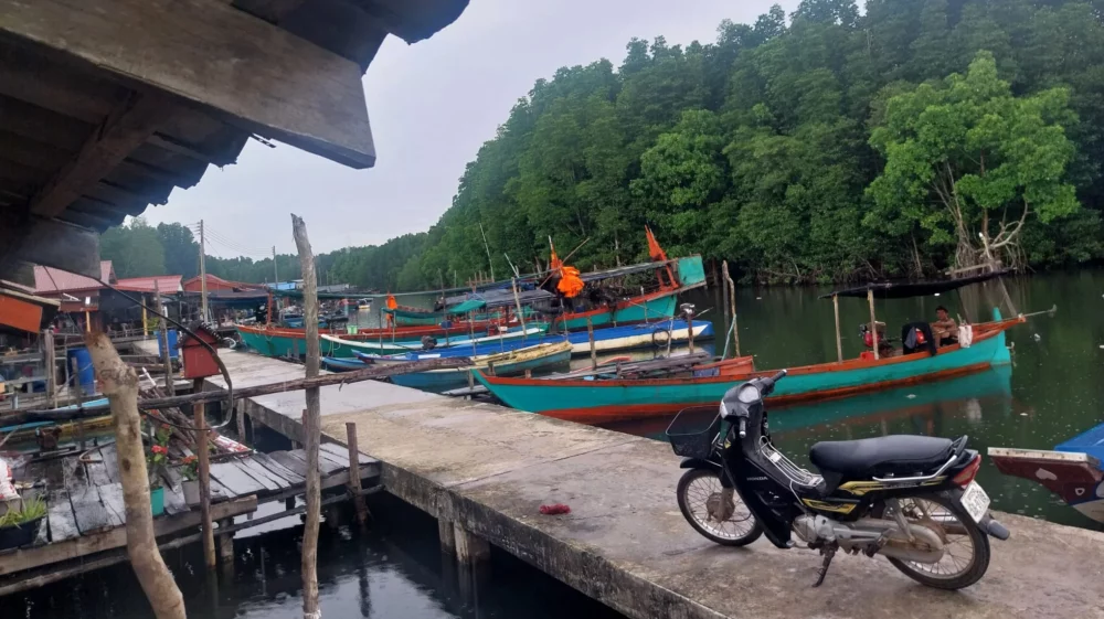 A green mussels community in Koh Kong