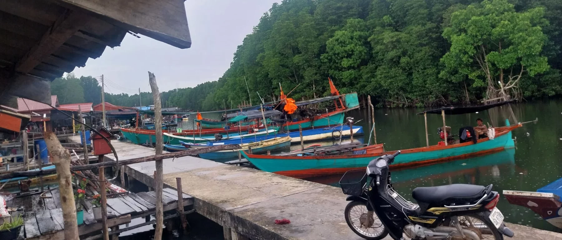 A green mussels community in Koh Kong