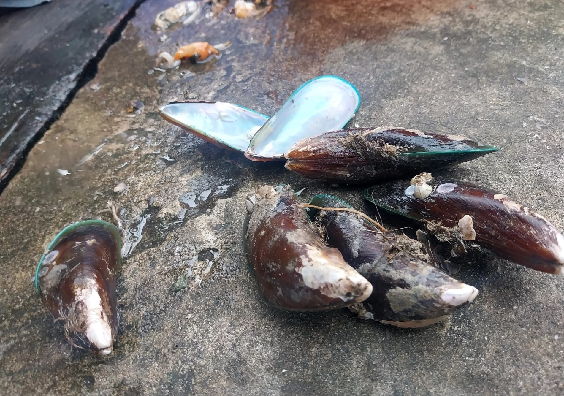 green mussels