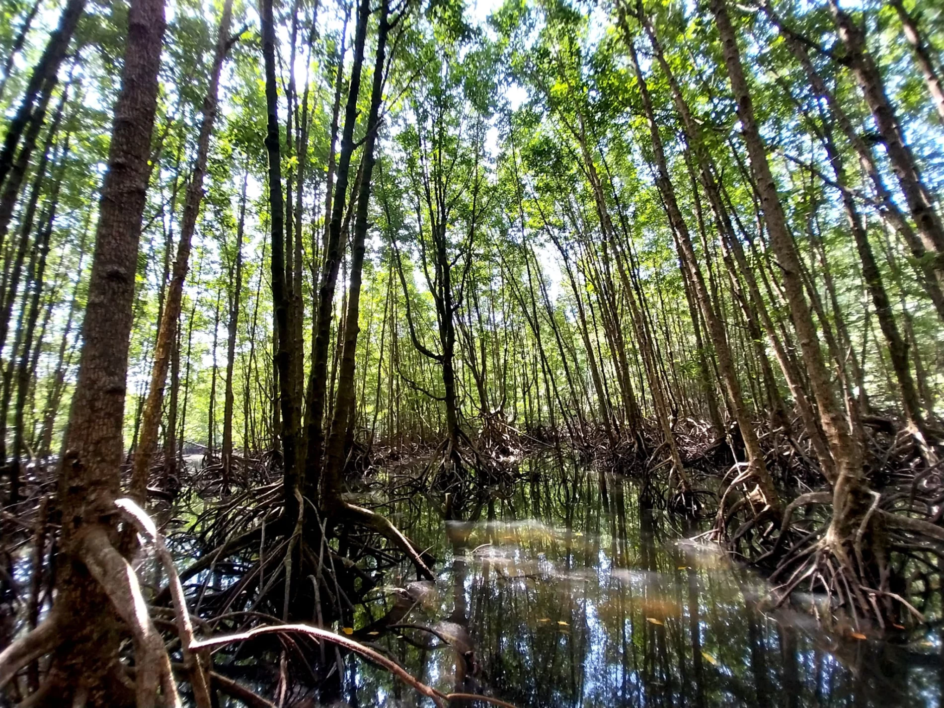 Mangroves