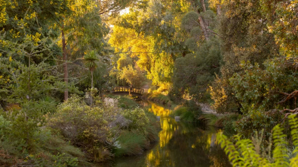 Golden light seeps into a lush green wooded area of the University of California Davis arboretum, where in the middle-distance a foot bridge crosses Putah Creek below
