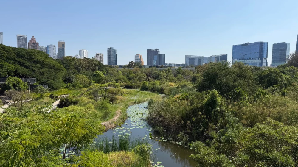 Lush wetland with a city skyline view on a clear day, blending nature and urban life