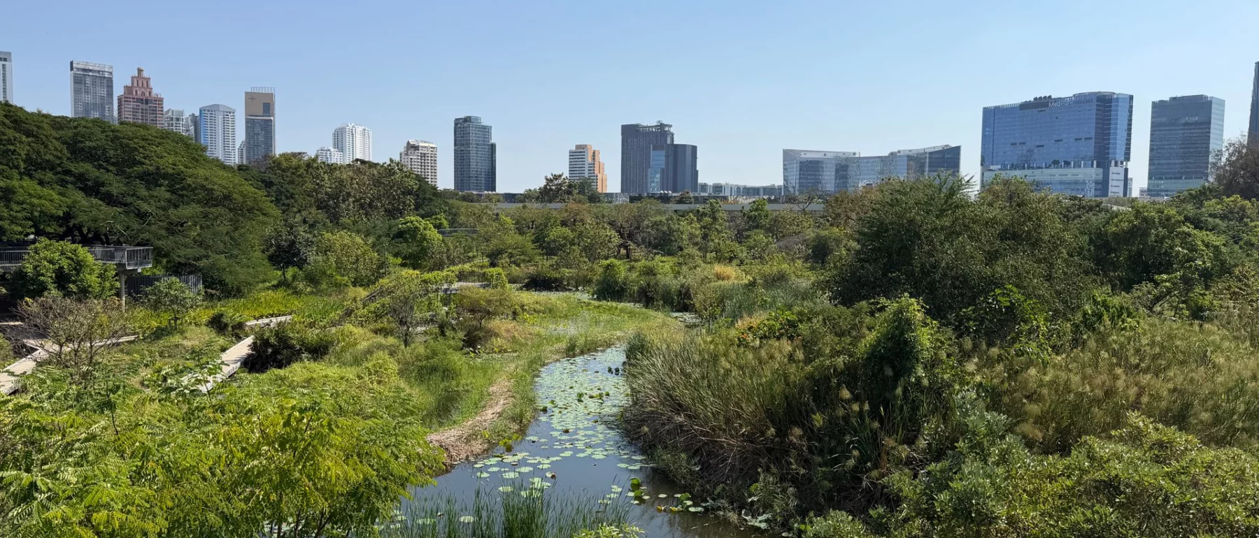 Lush wetland with a city skyline view on a clear day, blending nature and urban life