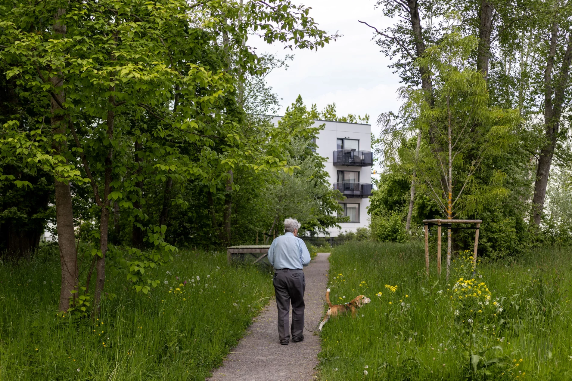 Mees jalutab koeraga rohelisel rajal kõrghaljastuse ja lillede vahel, taamal kortermaja