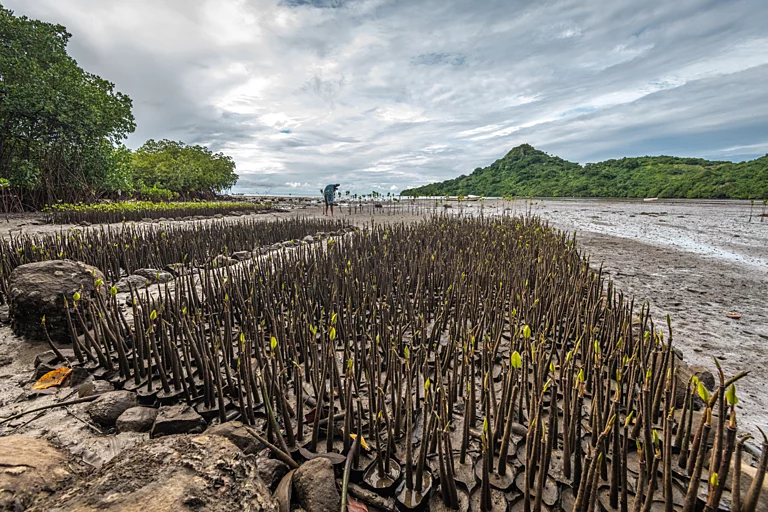 Community mangrove reforestation project on Beqa Island, seedlings being planted in containers in the mud on Viti Levu, coming into leaf.