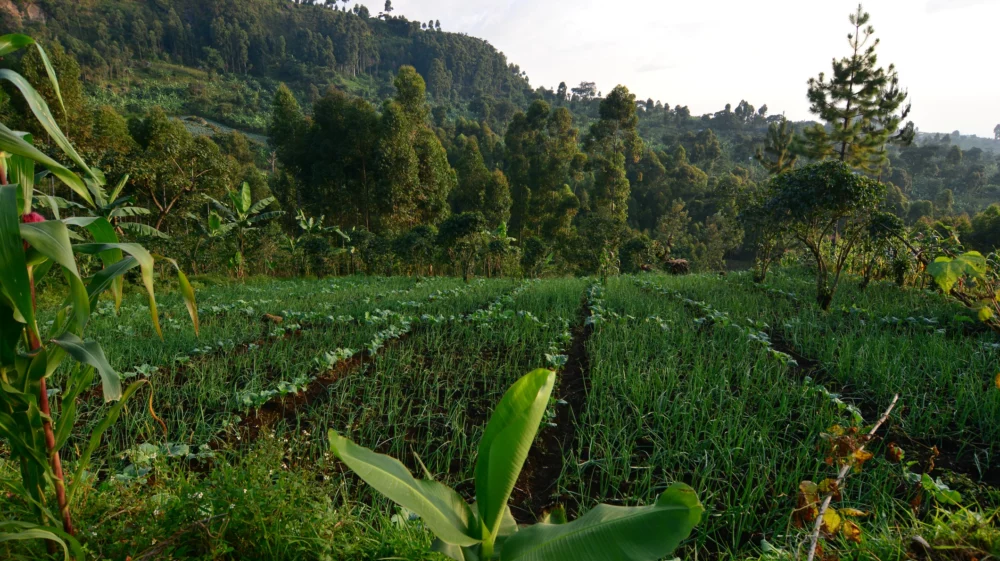 Crops and forests on the slopes of Mount Elgon, Uganda