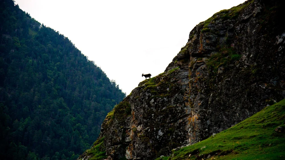 Wild goat in Caucasian mountain.