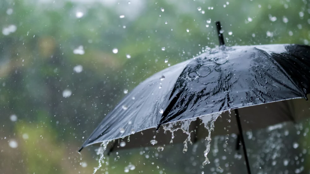 Heavy rain pounds atop a black umbrella with greenery in the background