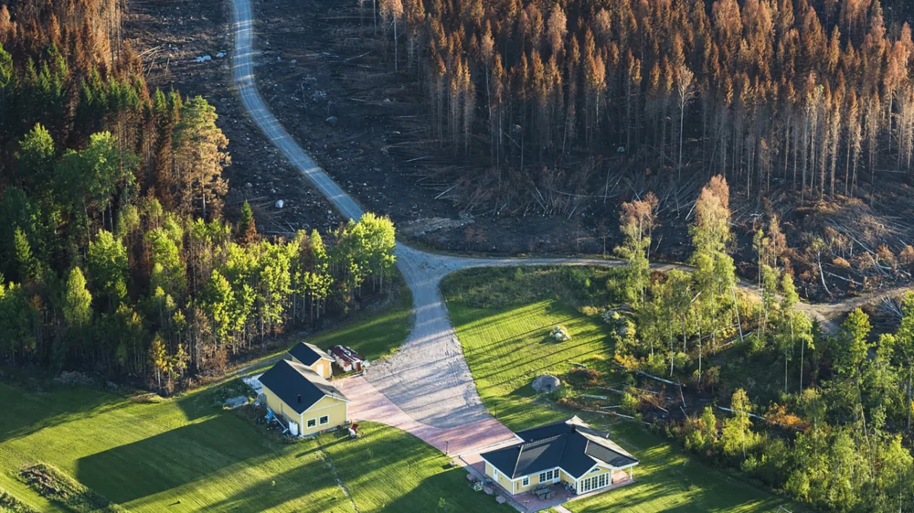 Brown trees on blackened soil fill the top half, bright green trees and grass with light yellow houses and buildings at the bottom, divided by a road and intersection.